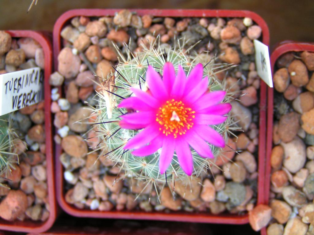 Turbinicarpus viereckii